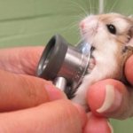 27 interesting facts about hamsters