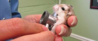 27 interesting facts about hamsters