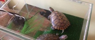 Аквариум для красноухой черепахи читайте статью