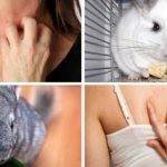 allergy to chinchillas photo selection