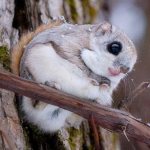 Flying squirrel message