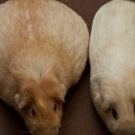 Pregnant guinea pig