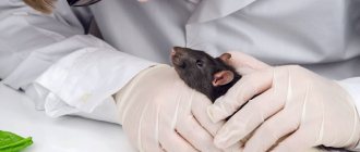 Diseases of decorative rats, symptoms and treatment at home
