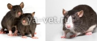domestic rat diseases