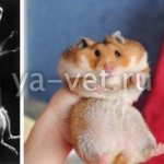 hamster diseases symptoms and treatment