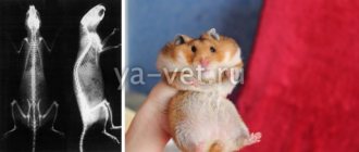 hamster diseases symptoms and treatment