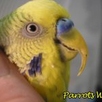 Beak diseases in parrots: causes, symptoms, treatment