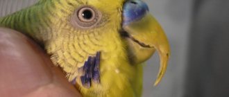 Beak diseases in parrots: causes, symptoms, treatment