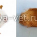 Guinea pig diseases