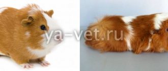 Guinea pig diseases