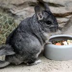 chinchilla diseases