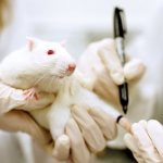 Часто задаваемые вопросы по болезням декоративных крыс