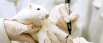 Frequently asked questions on diseases of ornamental rats