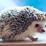 What to feed and how to keep a hedgehog at home