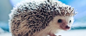 What to feed and how to keep a hedgehog at home
