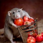 What you can and cannot feed your pet rat