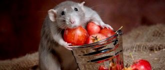 What you can and cannot feed your pet rat