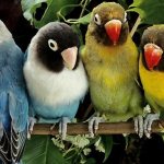 four lovebirds