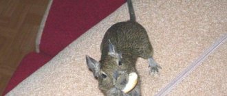 Chilean squirrel Degu - a pet