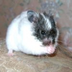 What to do if your hamster sneezes