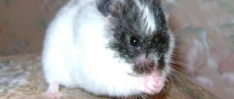 What to do if your hamster sneezes