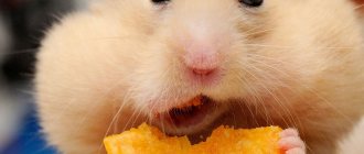 What to do if your hamster has a tumor