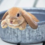 Decorative rabbit sitting in a basin