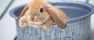 Decorative rabbit sitting in a basin