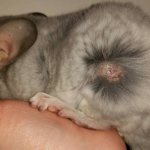 Chinchilla dermatitis