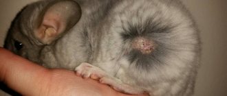 Chinchilla dermatitis