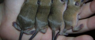 baby chinchillas