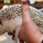 Home-hedgehog-Keeping-and-care-which-to-choose-pros-and-cons-of-a-hedgehog-in-the-house-1