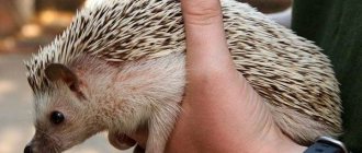 Home-hedgehog-Keeping-and-care-which-to-choose-pros-and-cons-of-a-hedgehog-in-the-house-1