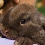 Domestic rabbit - description, nuances of behavior, popular breeds, life expectancy