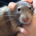 A domestic rat lies on the owner&#39;s hand