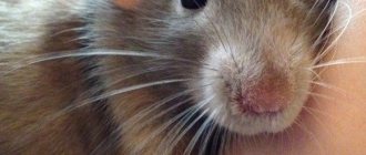 A domestic rat lies on the owner&#39;s hand