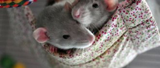 Two rats on a hammock