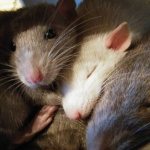 Two cute rats