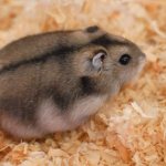 Djungarian hamster