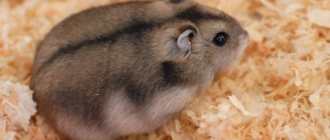 Djungarian hamster