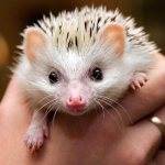 Photo: African pygmy hedgehog