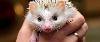 Photo: African pygmy hedgehog