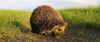 Photo: Daurian hedgehog