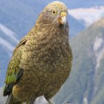 Photo: Kea