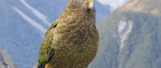 Photo: Kea