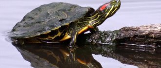 Photo: Red-eared turtle