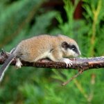 Photo: Forest Dormouse