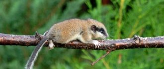 Photo: Forest Dormouse