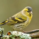 Photo: Siskin bird