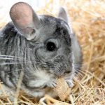 Photo: Chinchilla